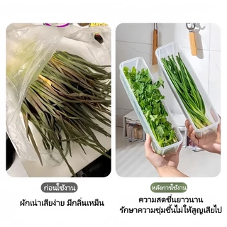 กล่องเก็บของนำเข้า กล่องเก็บอาหาร กล่องเก็บผักชีและต้นหอม สามารถเก็บผักชีและต้นหอมให้สด ป้องกันฝุ่นและความชื้น เกรดอาหาร