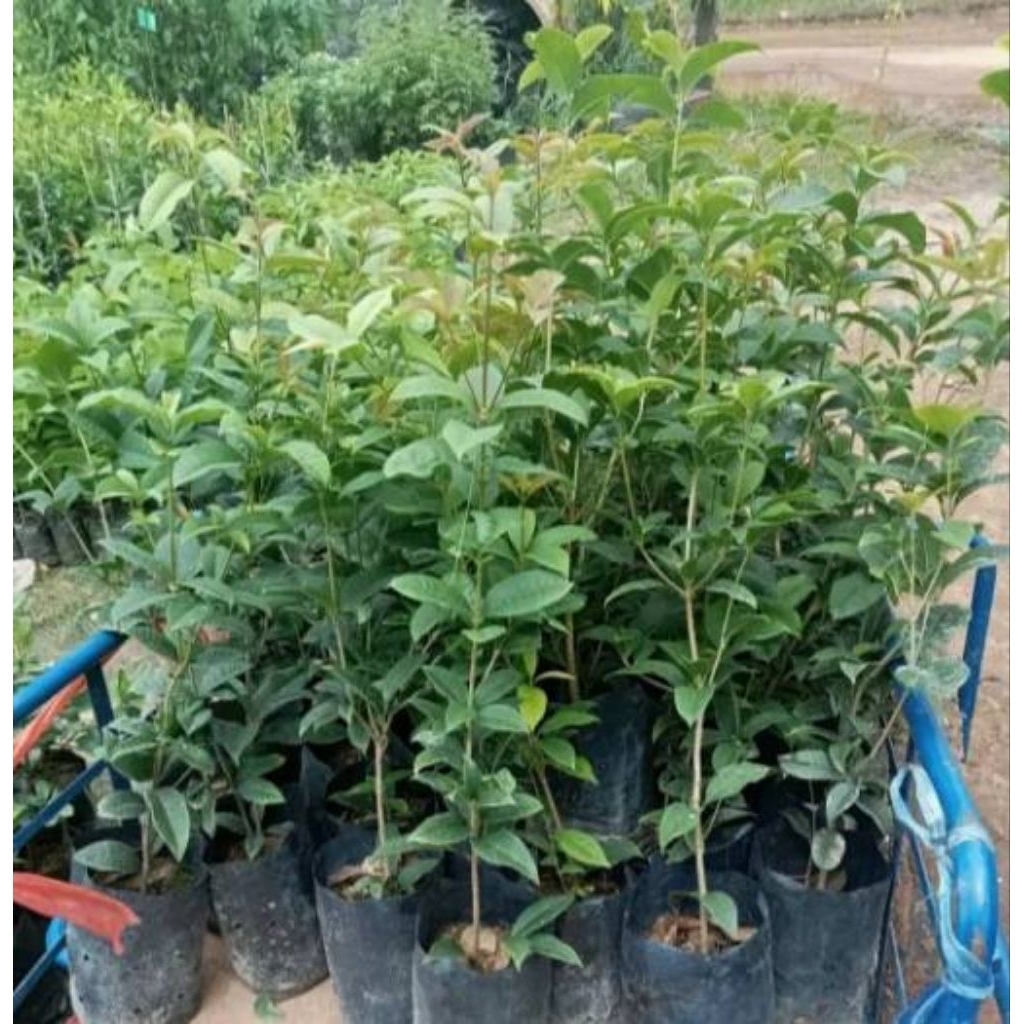 ต้นหอมหมื้นลี้(ชำกิ่งขนาด50-60ซม.)ดอกมีกลิ่นหอมแรง ดอกใช้ชงดื่มเพื่อสุขภาพกลิ่มหอม - รูปที่ 3