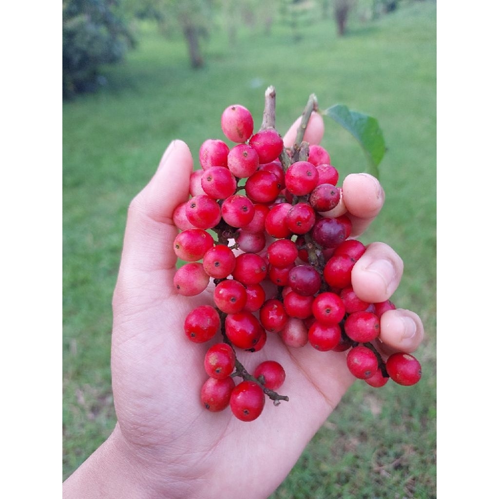 ผลไม้สด มะเม่า ลูกหมากเม่าป่า หมากเม่าดง หมากเมาไข่ปลา สีของผลมีแดงและสีเขียวปลอดสารพิษแน่นอน  เก็บสดๆจากต้น