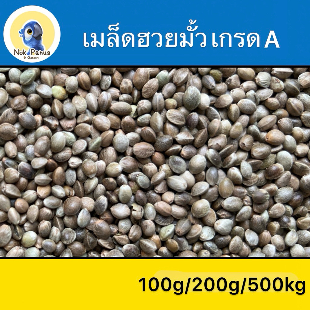 เมล็ดฮวยมั้ว เกรดA เนื้อแน่น สำหรับฝึกนกเมล็ดฮวยมั้ว สำหรับฝึกนกเชื่อง ให้เป็นรางวัลในการฝึกนก