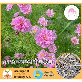 ดอกคอสมอสกลีบซ้อน 50 เมล็ด