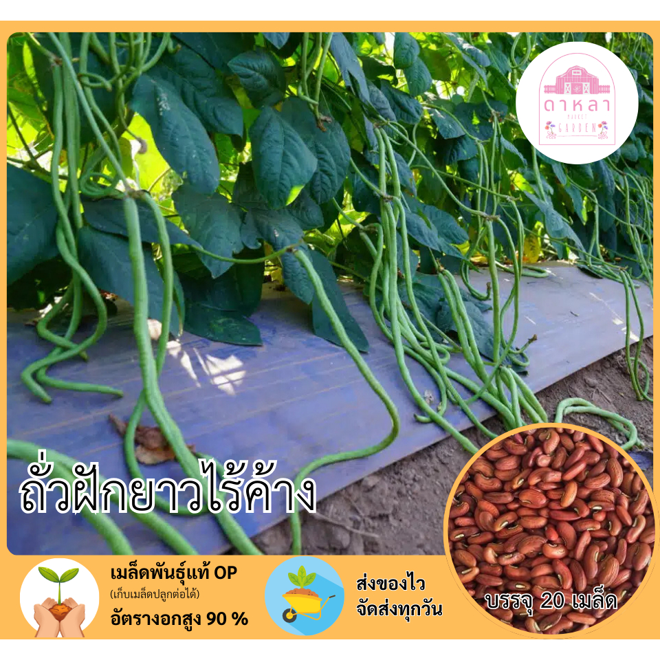 ถั่วฝักยาวไร้ค้าง 20 เมล็ด