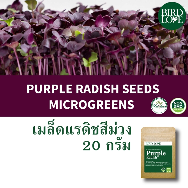 เมล็ดไมโครกรีนแรดิชสีม่วง 20 กรัม Purple Radish Microgreens seeds 20 g.