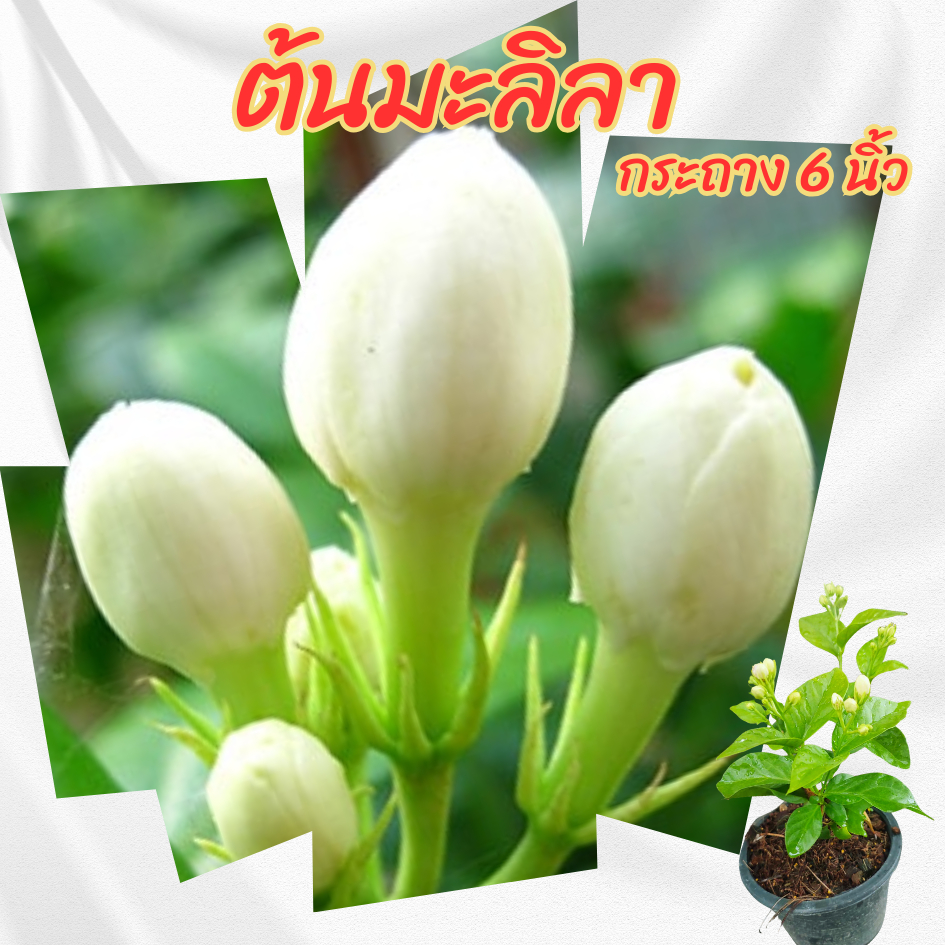 ต้นมะลิลา กระถาง 6 นิ้ว(ส่งพร้อมกระถาง)