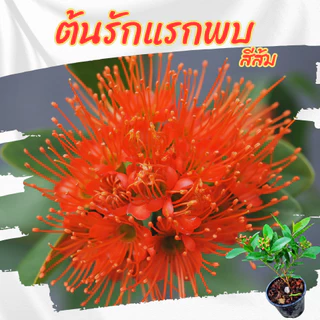 ต้น รักแรกพบ สีส้ม กระถาง 6 นิ้ว (ขั้นต่ำ 2 ต้น )