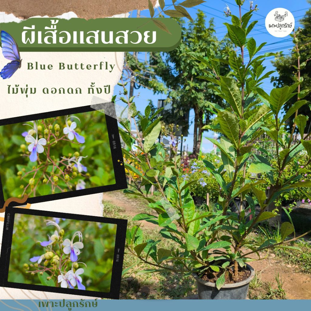 ต้นผีเสื้อแสนสวย  #ดอกไม้ทานได้ edibleflower F27