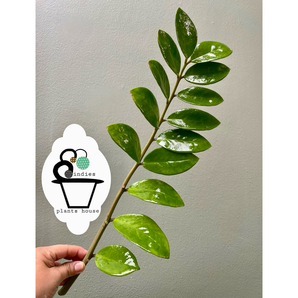 กวักมรกตเขียว Zanzibar Gem หรือ ZZ Plant