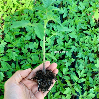 Nisa Garden ต้นกล้ามะเขือเทศ เชอรี่ ทานสด รากแข็งแรง โตเร็ว 🔥(ซื้อ 10 แถมฟรี 2)🔥