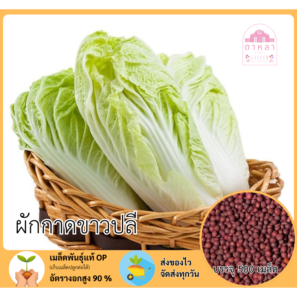 ผักกาดขาวปลี 500 เมล็ด