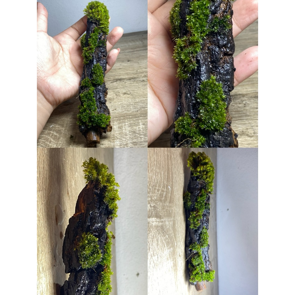 เปลือกไม้ติดมอส โพรงไม้ธรรมชาติ ของตกแต่งตู้ isopod กิ้งกือ แมงมุม กิ้งก่า ของตกแต่งตู้สัตว์เลี้ยง Exotic Terrarium - รูปที่ 7