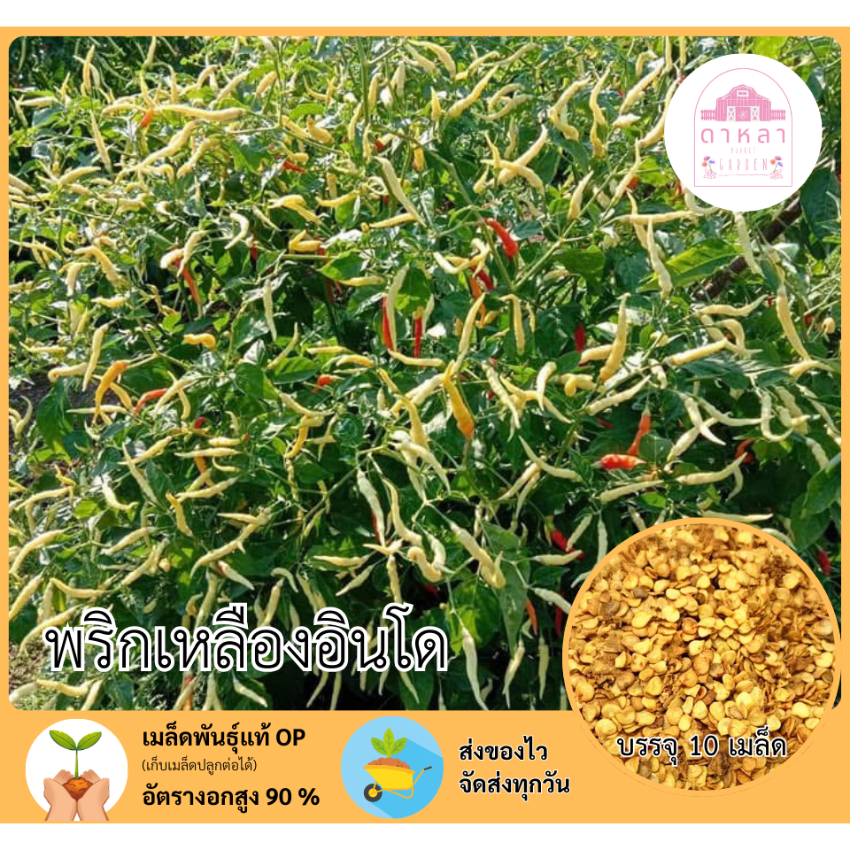 พริกเหลืองอินโด 10 เมล็ด