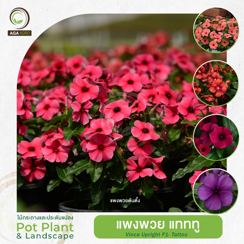 AGA AGRO I แพงพวยตั้งตั้ง “แทททู” สีแปลกตา สีน้ำเงินดำใจกลางดอก ตัดกับสีกลีบดอก-100เมล็ด-Vinca Upright Tattoo