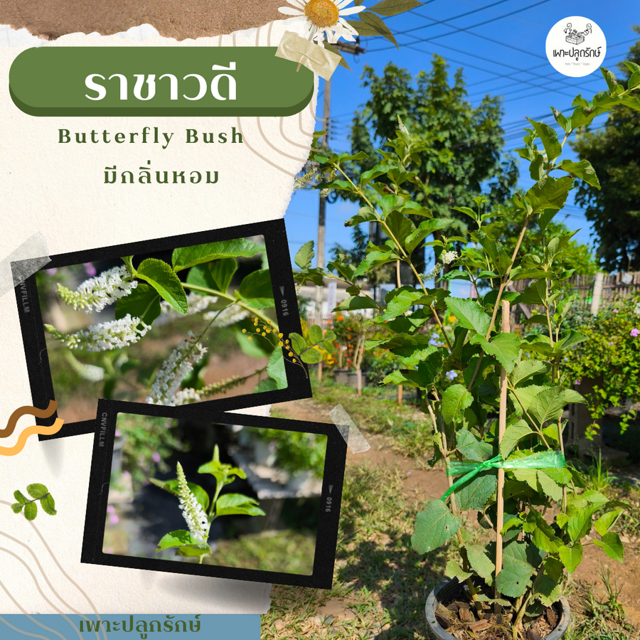 ต้นราชาวดี ดอกไม้โบราณ มีกลิ่นหอม #สีขาว