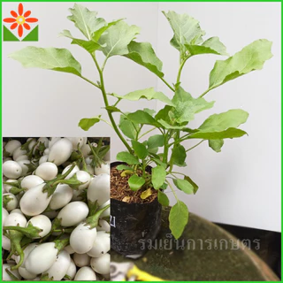 ต้นมะเขือไข่เต่า ขาว ส่งพร้อมถุงเพาะ 5.5นิ้ว มะเขือไข่เต่าขาว