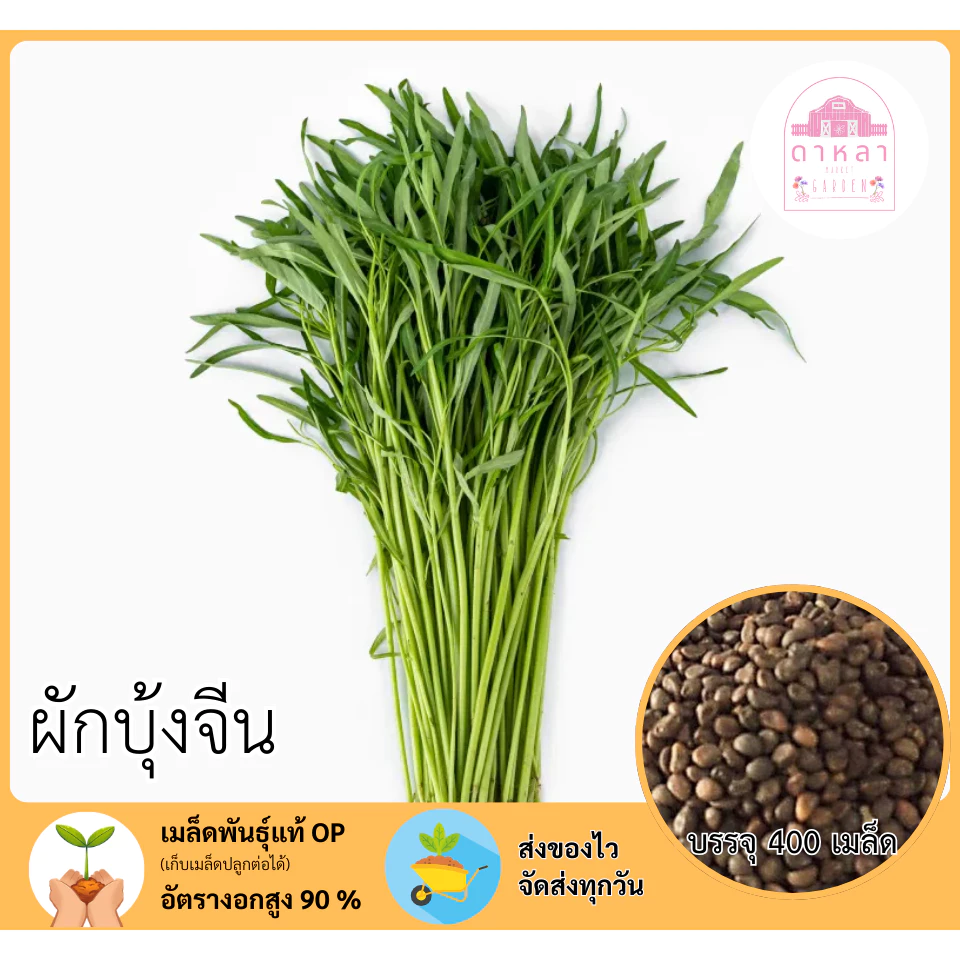 ผักบุ้งจีน บรรจุ 400 เมล็ด