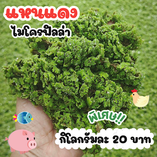 (ราคาส่ง20บาท) แหนแดงไมโครฟิลล่า เลื้ยงสัตว์ โปรตีนสูง มีประโยชน์มากมาย