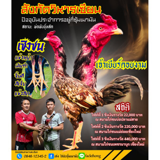 ไข่เชื้อไก่ชน/ไก่ชนสายเลือดเยียร์100%