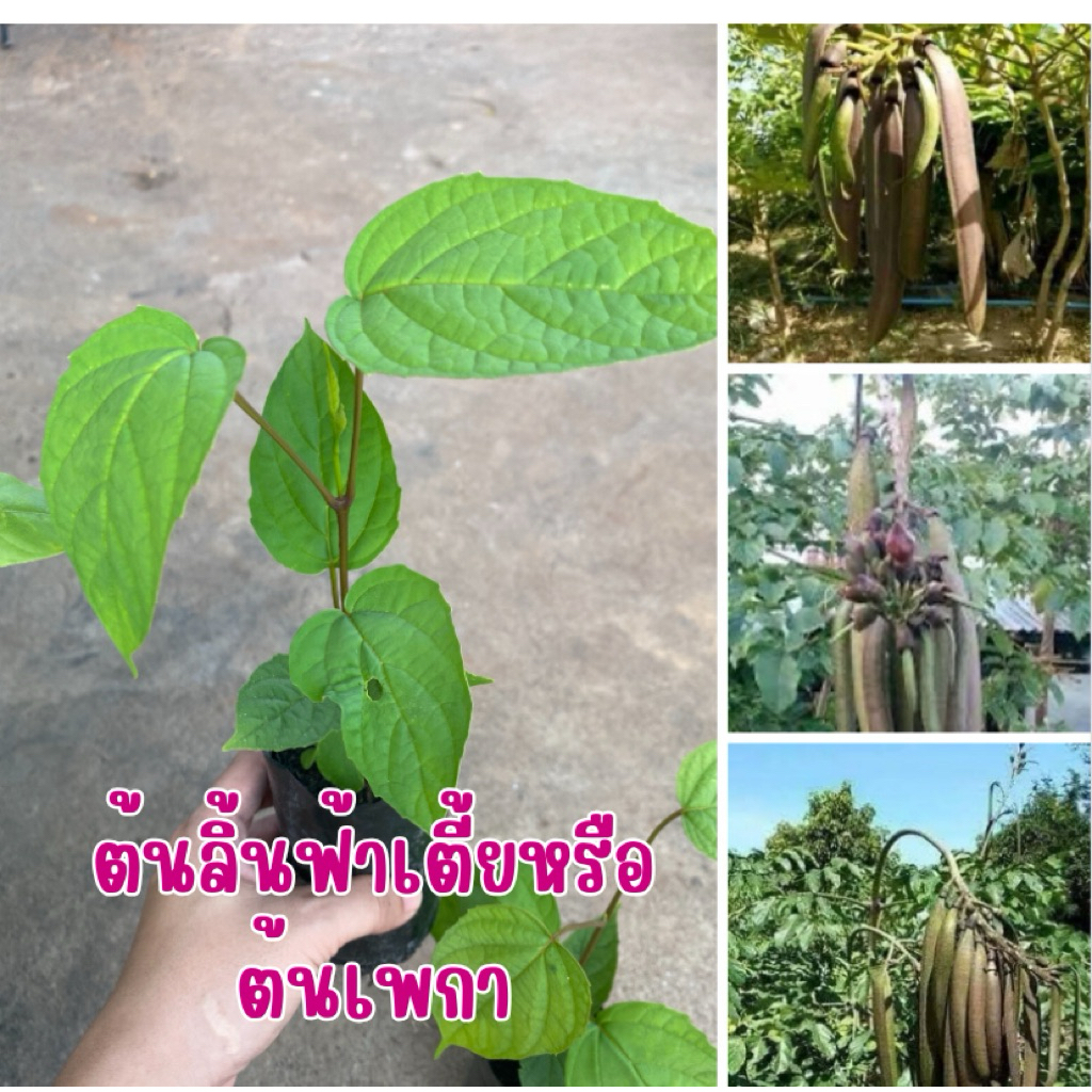 ต้นลิ้นฟ้าเตี้ยหรือต้นเพกา ชุด 4 ต้น 80 บาท พร้อมส่ง