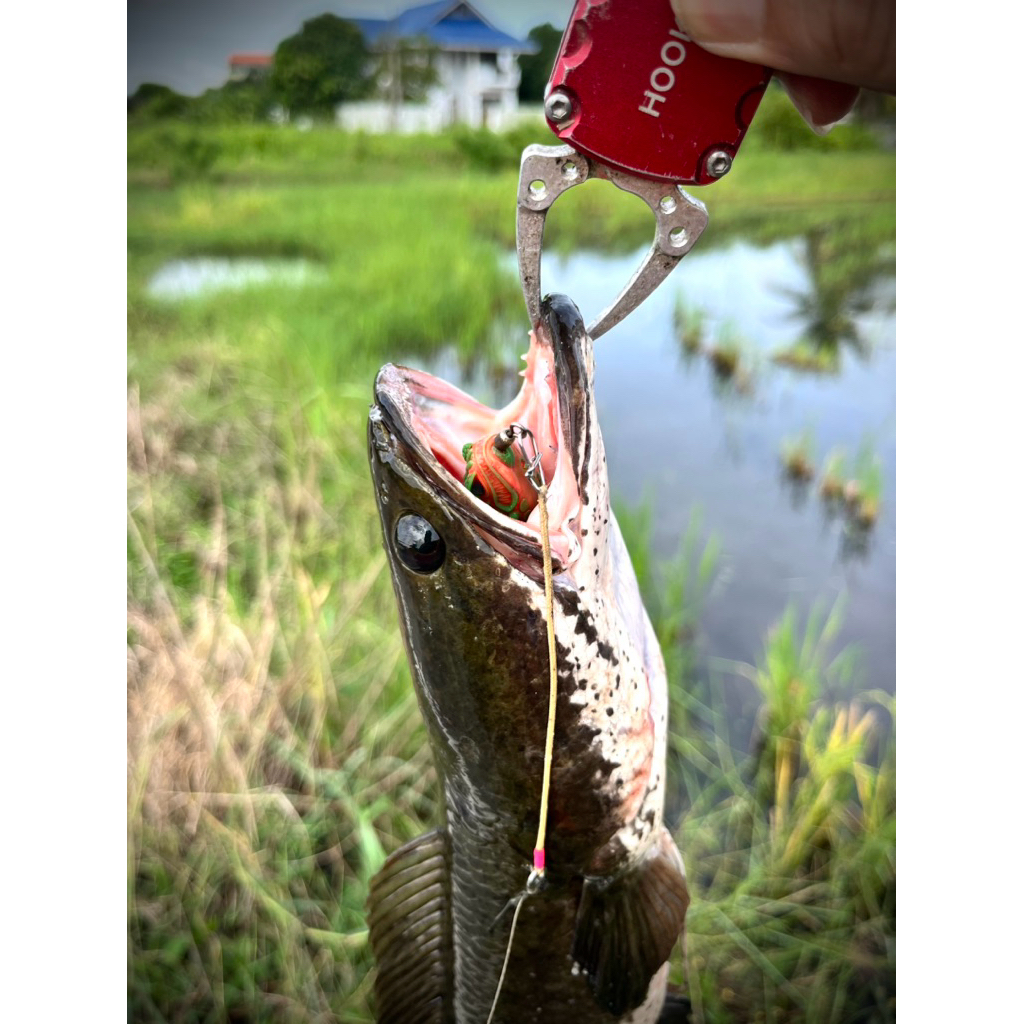กบยาง GEN X 3.2cm/6.5g กบยางเจนเอ็กซ์ Fishing EZ ราคา ถูกที่สุด ดีลบีเคเค แกลเลอรีภาพที่ 2