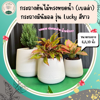 กระถางต้นไม้ ทรงหยดน้ำ (เบลล่า)   สีขาว กระถางมินิมอล รุ่น L…