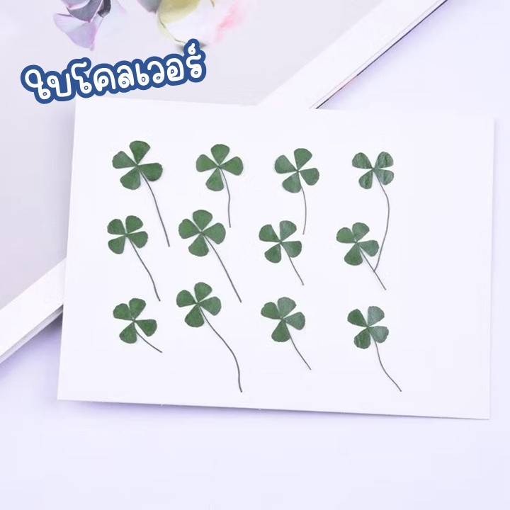ใบโคลเวอร์ 4 แฉก ดอกไม้จริงทับแห้ง แต่งเคสโทรศัพท์เรซิ่น เครื่องประดับต่างๆ diy ขนาดใบ 1-2-3 cm