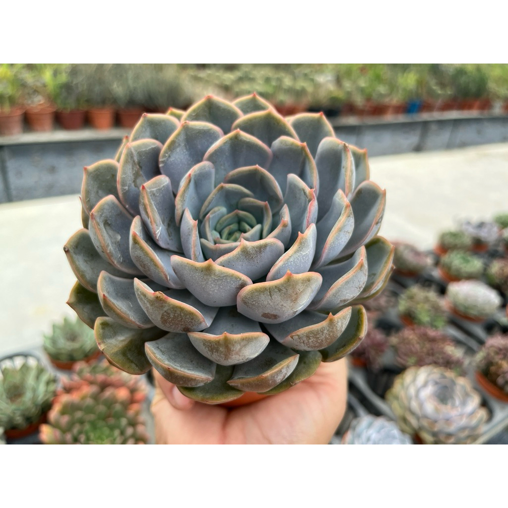 อิชิเวเรีย แบล็คไอซ์ ไม้ใหญ่ล้นกระถาง