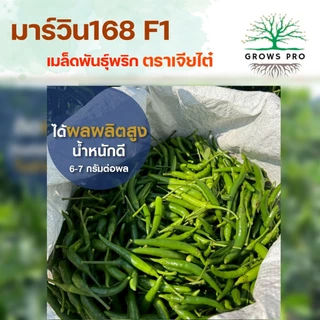 GrowsPro เมล็ดพริกพันธุ์ผสม เจียไต๋ มาร์วิน168 ขนาด 1000 เมล็ด พริกฝน ขนาด 10-12 ซม. ปลูกได้ทุกฤดู