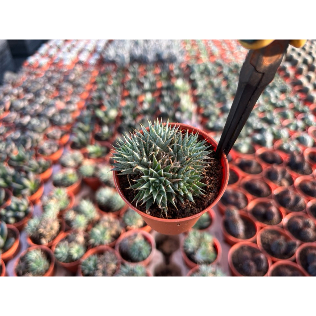 Deuterocohnia Brevifoliaสัปรดจิ๋ว
