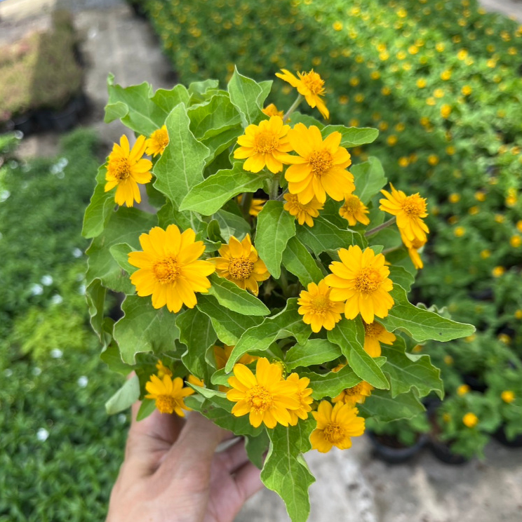 กระดุมทอง ดอกสีเหลืองเล็กๆน่ารักสดใส Melumpodium, Butter Daisy หรือ Star Daisy