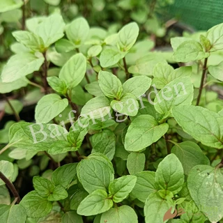 ต้นกล้าช็อกโกแลตมิ้นท์ (Chocolate mint) สมุนไพรฝรั่ง เลี้ยงง่ายโตไว