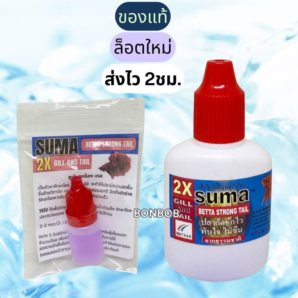 Suma Betta Strong Tail ซูม่าฝาแดง ปลากัดคึก หางแข็งแรง ปลากัดป่า
