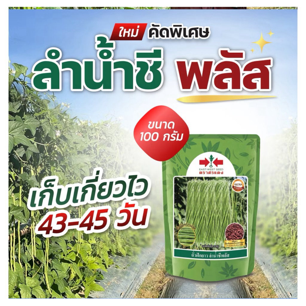 เมล็ดถั่วฝักยาว ลำน้ำชี พลัส (เมล็ดเคลือบ)หมดอายุ 9/69 (PAL 500G TH) ถั่วเนื้อ100%