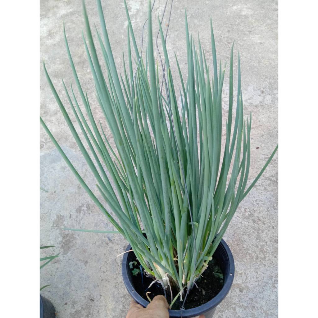 ต้นหอมแบ่งกระถาง8นิ้ว ก่อใหญ่ - รูปที่ 3