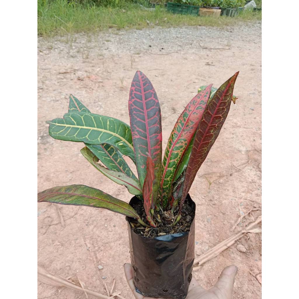 ต้นพันธุ์ โกสน สาวเชียงใหม่  ถุงดำพร้อมปลูก 29บาท  Patsorntree  ต้นโกสน