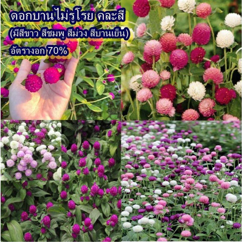 35+ เมล็ด เมล็ดดอกบานไม่รู้โรย คละสี (อัตรางอก 70% มีสีขาว สีชมพู สีม่วง สีบานเย็น ปลูกง่าย เมล็ดคละสีในซอง)