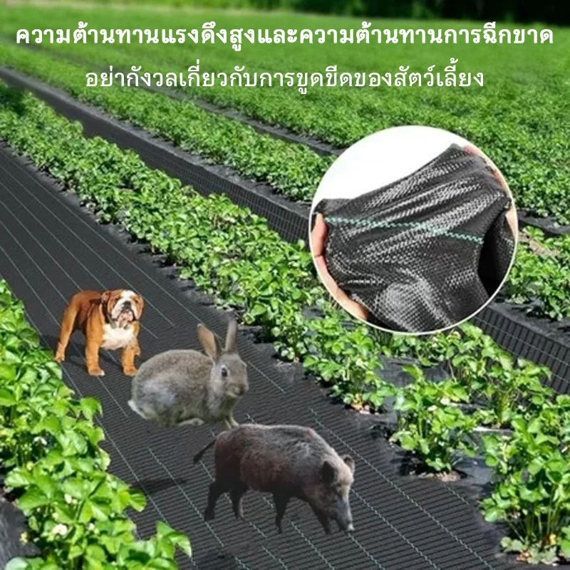 พลาสติกคลุมวัชพืช ผ้าคลุมหญ้า ผ่านการทดลองใช้งานจริง ฆ่าหญ้า1×5 1×20 2×50 1×100 2×100 3×100 กำจัดหญ้า พลาสติกคลุมดิน ราคา ถูกที่สุด ดีลบีเคเค แกลเลอรีภาพที่ 9