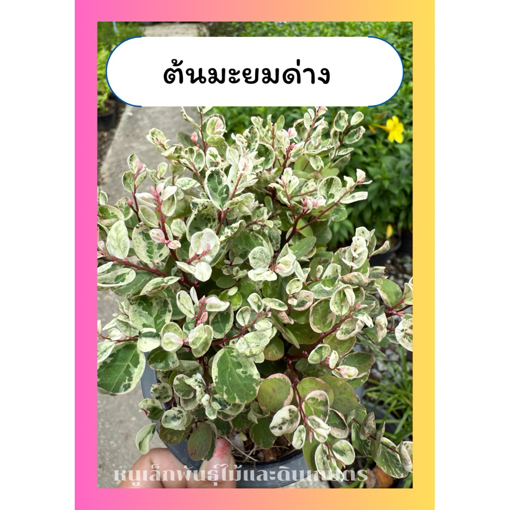 ต้นมะยมด่าง มะยมด่างแคระ ยอดขาวชมพู ไม้มงคล ไม้ประดับ ทนแดด