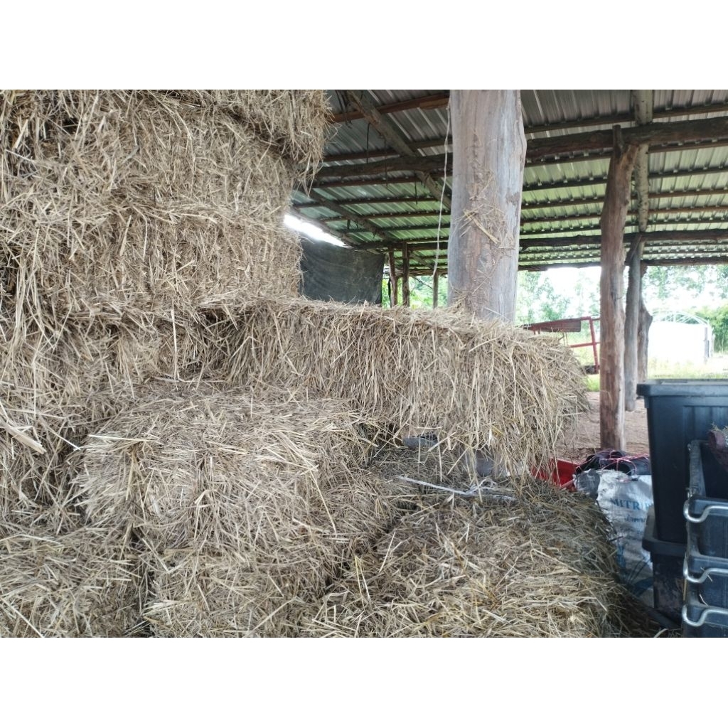 ฟางแห้ง rice straw 13-15kg