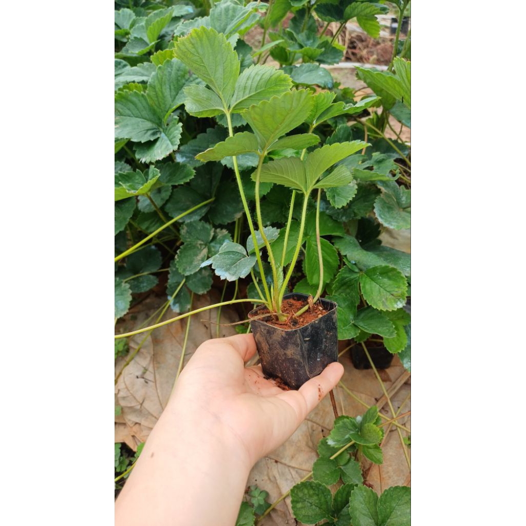 ต้นกล้าสตรอเบอร์รี่พันธุ์แอลซานต้า/พร้อมส่ง