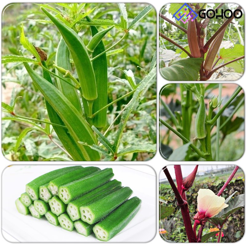 20 Seeds Okra Seeds, Green-Red Okra, Seeds, Okra, Osaka Light-Podded Okra, Japanese Red Okra from Ok