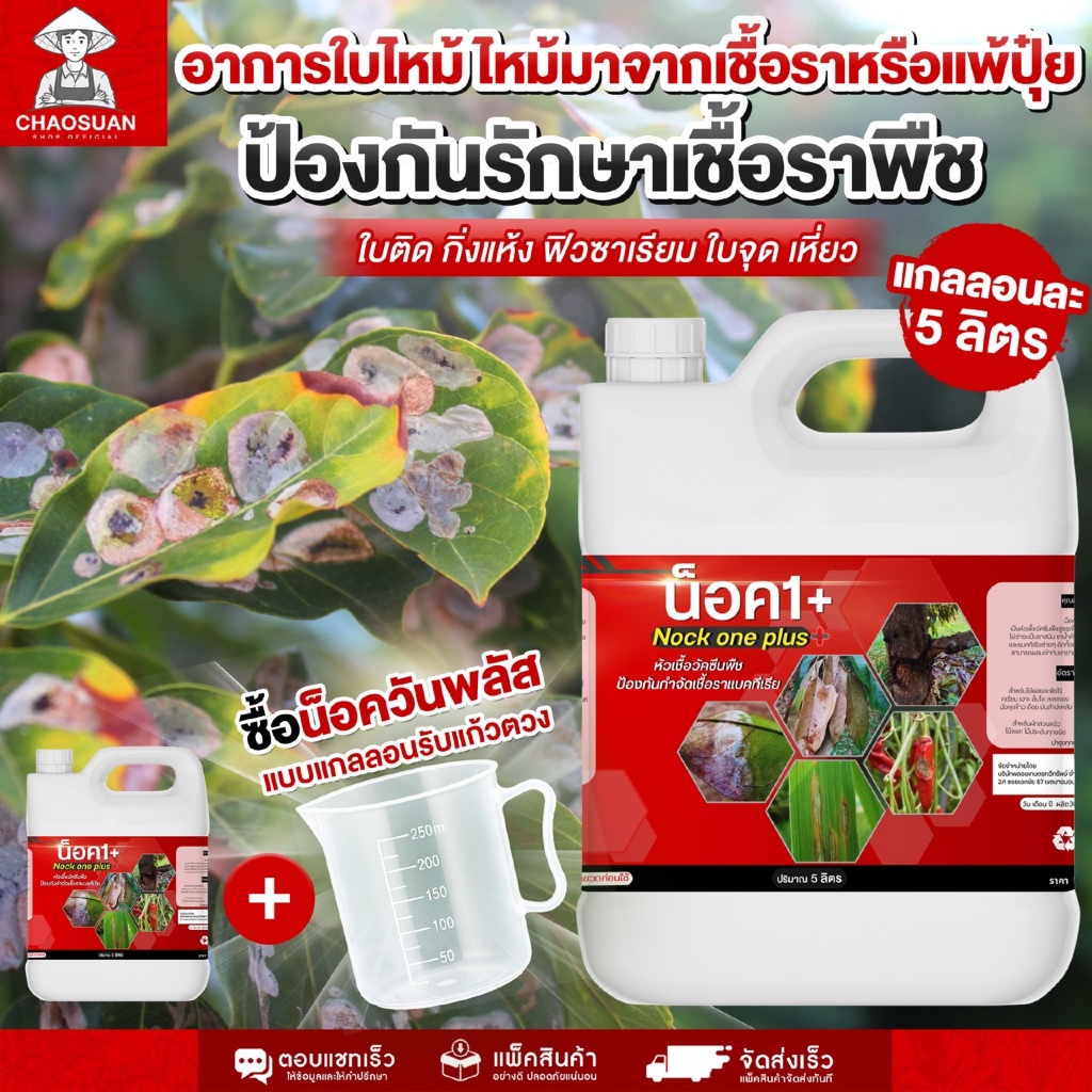 น็อควันพลัส 5 ลิตร ป้องกันรักษาเชื้อราพืช ใบติด กิ่งแห้ง ฟิวซาเรียม ใบจุด เหี่ยว อาการใบไหม้ ไหม้มาจากเชื้อราหรือแพ้ปุ๋ย