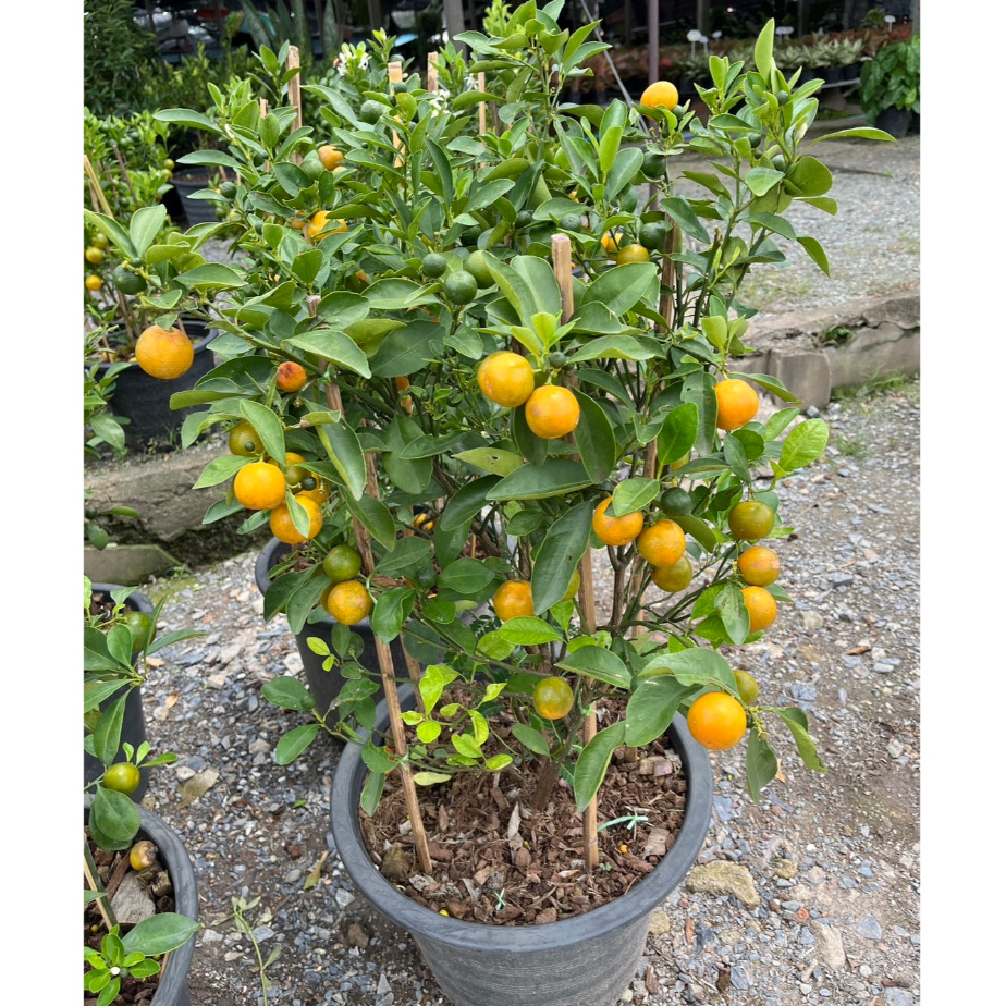 ส้มจี๊ด ส้มสีทอง ไม้มงคลเสริมโชคลาภบารมี ผลกินได้ ปลูกประดับบ้านก็สวย Citrus japonica (Kumquat)