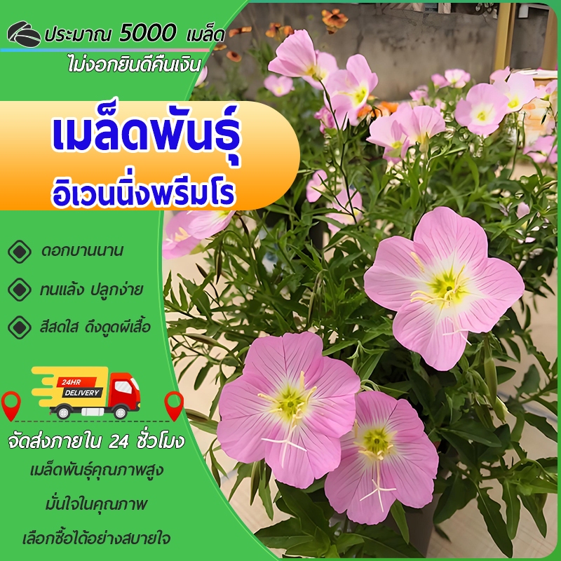 5000เมล็ด เมล็ดพันธุ์ อิเวนนิ่ง พรีมโร พันธุ์ดอกไม้ คุณภาพดีต้นไม้มงคล  ปลูกง่าย ปลูกได้ทั่วไทย