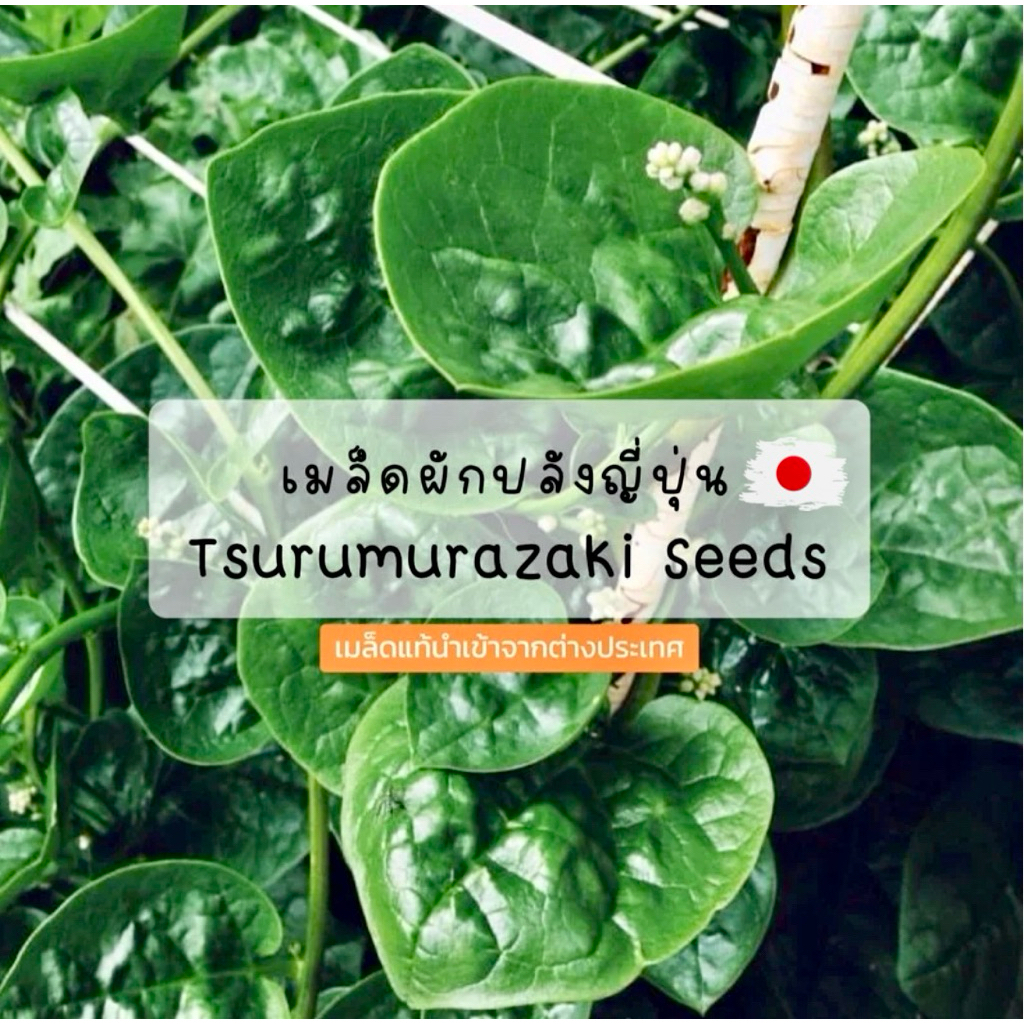เมล็ดผักปลังญี่ปุ่น Tsurumurazaki seeds 40-80 เมล็ด เมล็ดอัตราการงอกสูง