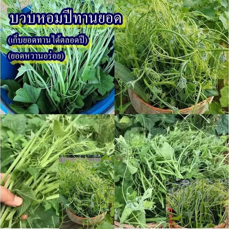 30+ เมล็ด เมล็ดบวบหอมปีทานยอด (ปลูกง่าย ยอดอร่อย ออกยอดทั้งปี เก็บยอดได้ตลอดปี ออกยอดดก ยอดหวาน ลวกทานกับน้ำพริก ป่น)