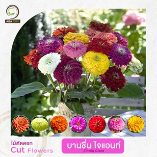 AGA AGRO I บานชื่นต้นสูง 