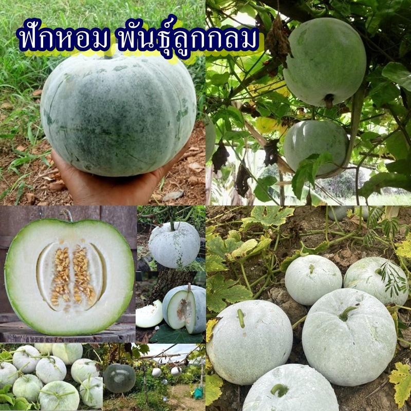 40+ เมล็ด เมล็ดฟักหอม พันธุ์ลูกกลม (ปลูกง่าย อัตรางอก 75% ฟักเขียวที่มีผลทรงกลม ขนาดเส้นผ่านศูนย์กลาง 15-20 ซม.)
