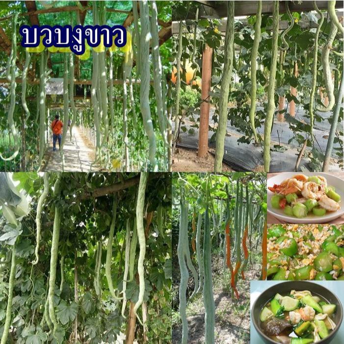 10 เมล็ด เมล็ดบวบงูขาว (ปลูกง่าย อัตรางอก85% ผลยาวสีขาว ผลยาว 45 ซม. รสชาติหวาน กรอบ เนื้อนุ่ม ออกฝักดก เก็บเกี่ยวเร็ว)