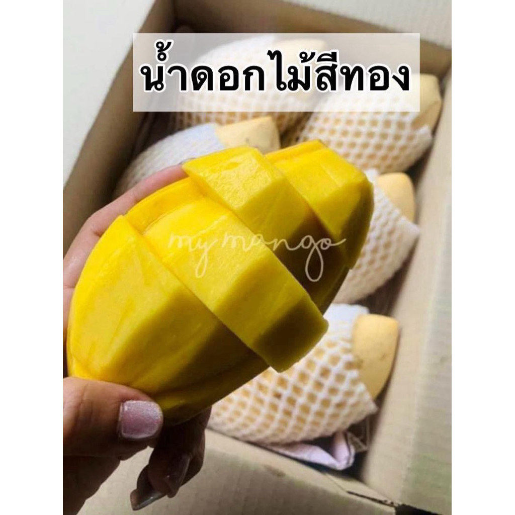 📌มะม่วงน้ำดอกไม้ แก่จัดสุกธรรมชาติ ไม่บ่มแก๊ส มะม่วงสุกหวานเจี๊ยบ