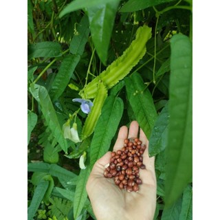 เมล็ดถั่วพูต้นถั่วพูใบไผ่ลุกดกปลุกง่าย🌿ต้นกล้าถั่วพู🌿🌿🌿🌿🌿🌿